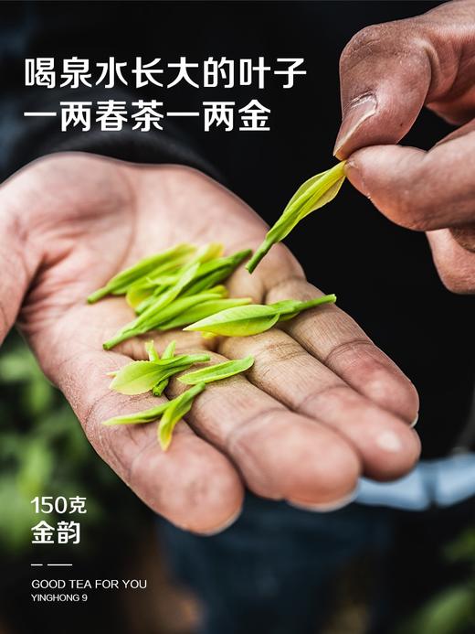 2026新茶积庆里英德红茶 • 金韵英红九号(150g) 商品图3