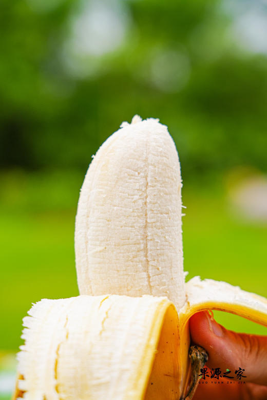 苹果蕉特价！绝代双蕉【原生态苹果蕉/红美人香蕉】小胖蕉外形短胖 表皮薄 肉滑香嫩 吃起来清新又自然！~ 商品图7