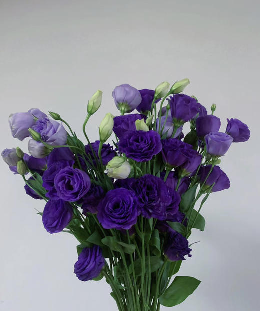 【洋桔梗】--深紫 若干枝/扎 商品图3