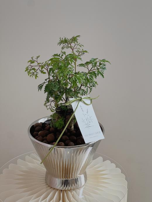 羽叶福禄桐盆栽（每盆形态不同，介意慎拍）  商品图0