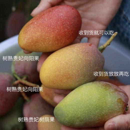 三亚-树上熟贵妃芒 【标准果活动送一斤】 商品图5