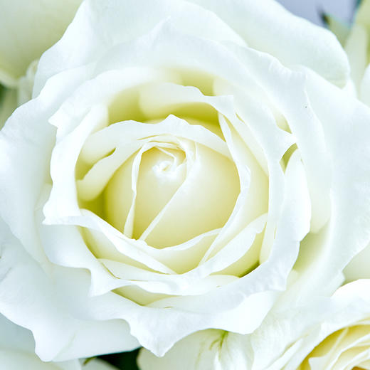 单头玫瑰随机色5枝 商品图2