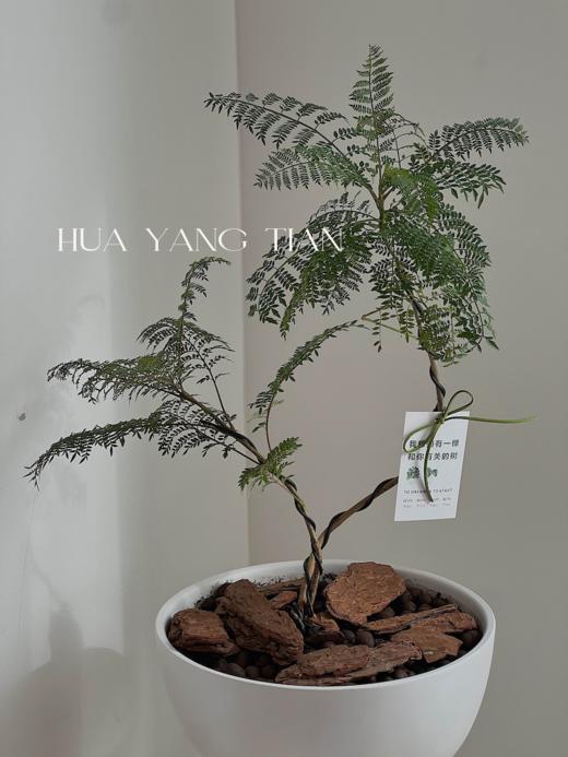 蓝花楹白陶瓷盆栽 （每支形态不同，介意慎拍）  商品图2