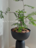 水杉盆栽（每盆形态不同，介意慎拍）  商品缩略图1