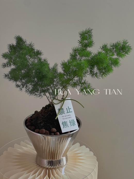 放轻松盆栽（每盆形态不同，介意慎拍）  商品图2