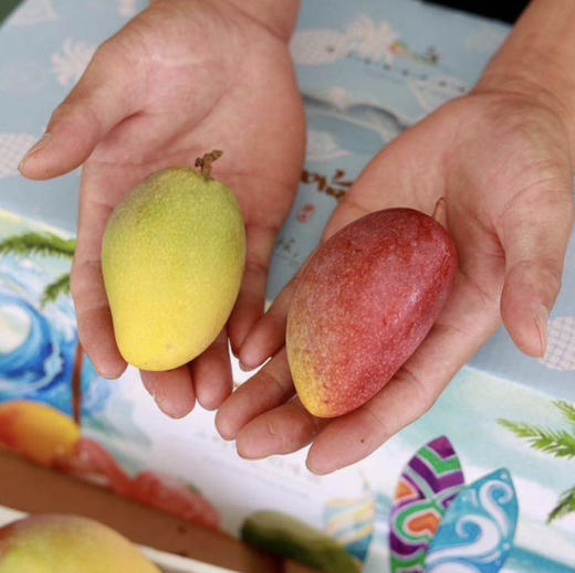 三亚-树上熟贵妃芒 【标准果活动送一斤】 商品图4