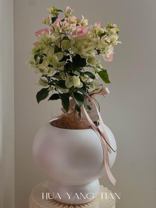 三角梅盆栽（每盆形态不同，介意慎拍）  商品图1