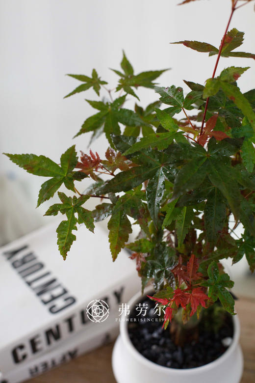 白圆盆-红枫 商品图1