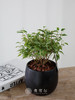 黑圆盆-垂叶榕 商品缩略图1