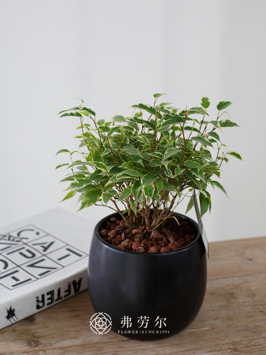 黑圆盆-垂叶榕 商品图1
