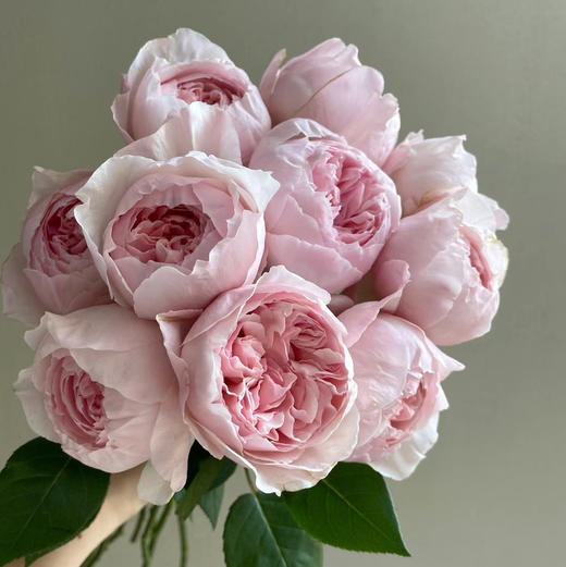 肯尼亚进口Peony Pink粉牡丹玫瑰花10支 商品图8