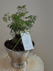羽叶福禄桐盆栽（每盆形态不同，介意慎拍）  商品缩略图3