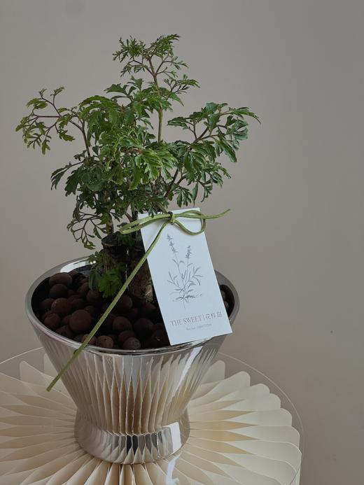 羽叶福禄桐盆栽（每盆形态不同，介意慎拍）  商品图3