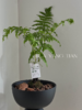 浮檀蕨盆栽（每盆形态不同，介意慎拍）  商品缩略图1