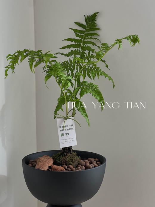 浮檀蕨盆栽（每盆形态不同，介意慎拍）  商品图1