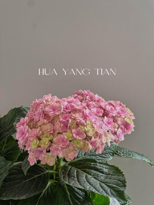 淡粉色绣球盆栽（每盆形态不同，介意慎拍） 商品图4