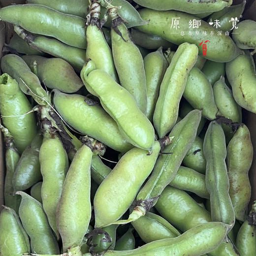 【排单发货】生态带皮蚕豆/胡豆（农场直发-顺丰包邮）｜3斤/5斤装，成都郫都区基地，【原乡农场，自产自销】 商品图6
