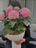 淡粉色绣球盆栽（每盆形态不同，介意慎拍） 商品缩略图1