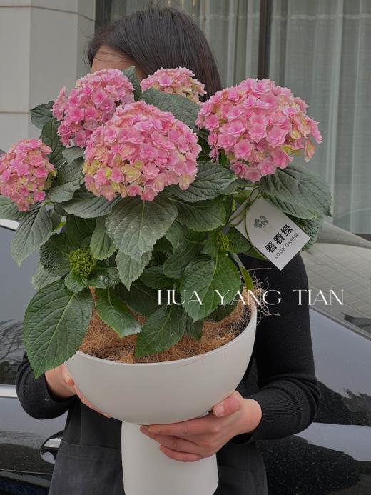 淡粉色绣球盆栽（每盆形态不同，介意慎拍） 商品图1