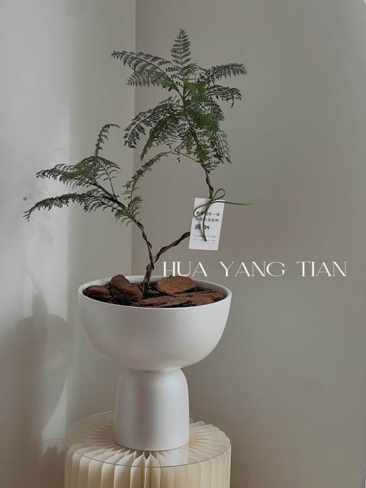 蓝花楹白陶瓷盆栽 （每支形态不同，介意慎拍）  商品图1