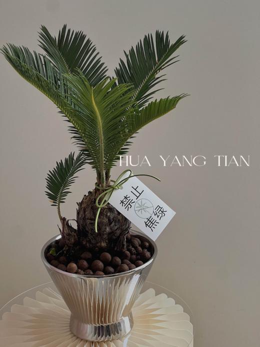 铁树球盆栽（每盆形态不同，介意慎拍）  商品图1