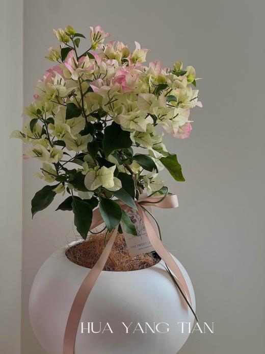 三角梅盆栽（每盆形态不同，介意慎拍）  商品图0