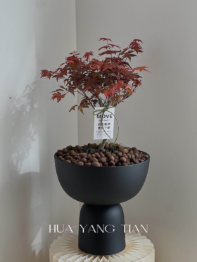 红枫盆栽（每盆形态不同，介意慎拍） 