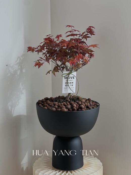 红枫盆栽（每盆形态不同，介意慎拍）  商品图0