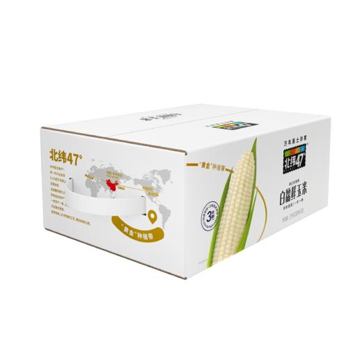北纬47度 白糯鲜玉米200g*10穗/盒 商品图7