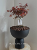 红枫盆栽（每盆形态不同，介意慎拍）  商品缩略图2