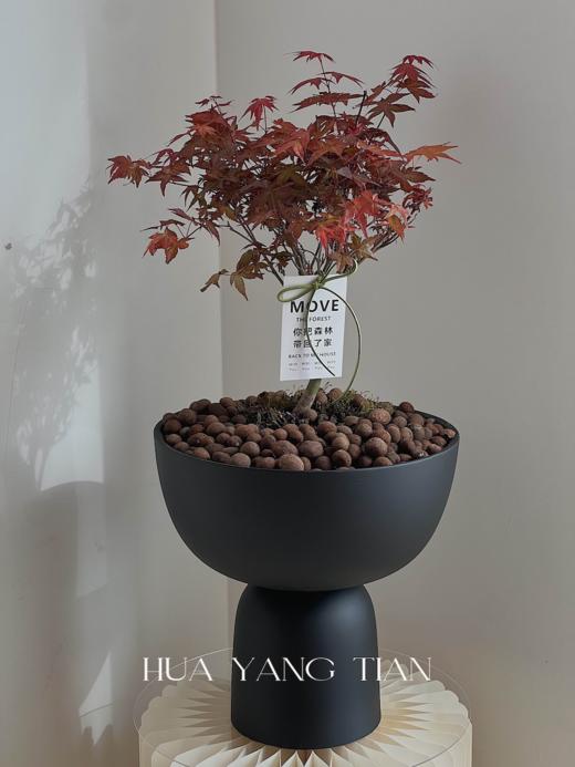 红枫盆栽（每盆形态不同，介意慎拍）  商品图2