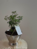 羽叶福禄桐盆栽（每盆形态不同，介意慎拍）  商品缩略图1