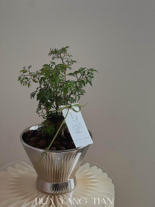 羽叶福禄桐盆栽（每盆形态不同，介意慎拍）  商品图1