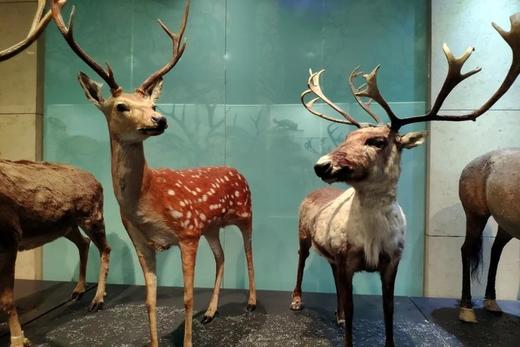 探索国家动物博物馆 商品图5