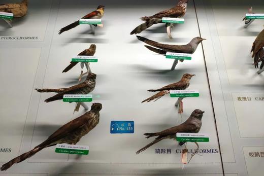 探索国家动物博物馆 商品图3