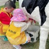 3.21下午场+春假专场❗️春日牧场狂欢~“小小奶农”集结啦！58元去新希望牧场探鲜！跟小奶牛亲密接触、学习挤牛奶，畅玩超长牛奶滑梯，打卡青贮窖池、时光湾、犊牛岛、食育乐园 商品缩略图3