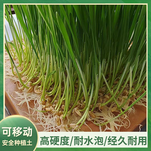 华土陶瓷种植板 可移动的纯净种植土 购前须知：手工制品，大小，厚度会有小误差；表面可能会有纹路印子；底部能会有小缺口。都是正常现象，不影响使用，介意勿拍 商品图0
