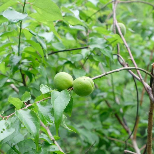 生态青梅精 | 3天内发货 | 古法手作 | 75斤新梅出1斤青梅精 | 合作生产 | 基地直发包邮 * Ecological Green Plum Extract 商品图4