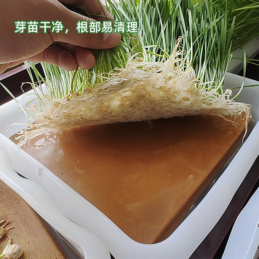 华土陶瓷种植板 可移动的纯净种植土 购前须知：手工制品，大小，厚度会有小误差；表面可能会有纹路印子；底部能会有小缺口。都是正常现象，不影响使用，介意勿拍 商品图1