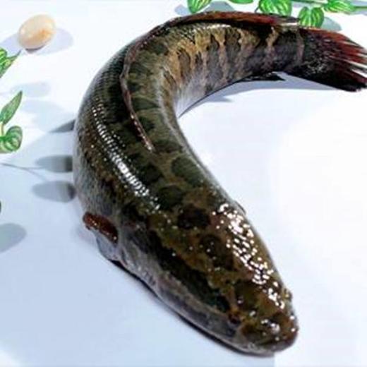 黑鱼 商品图0