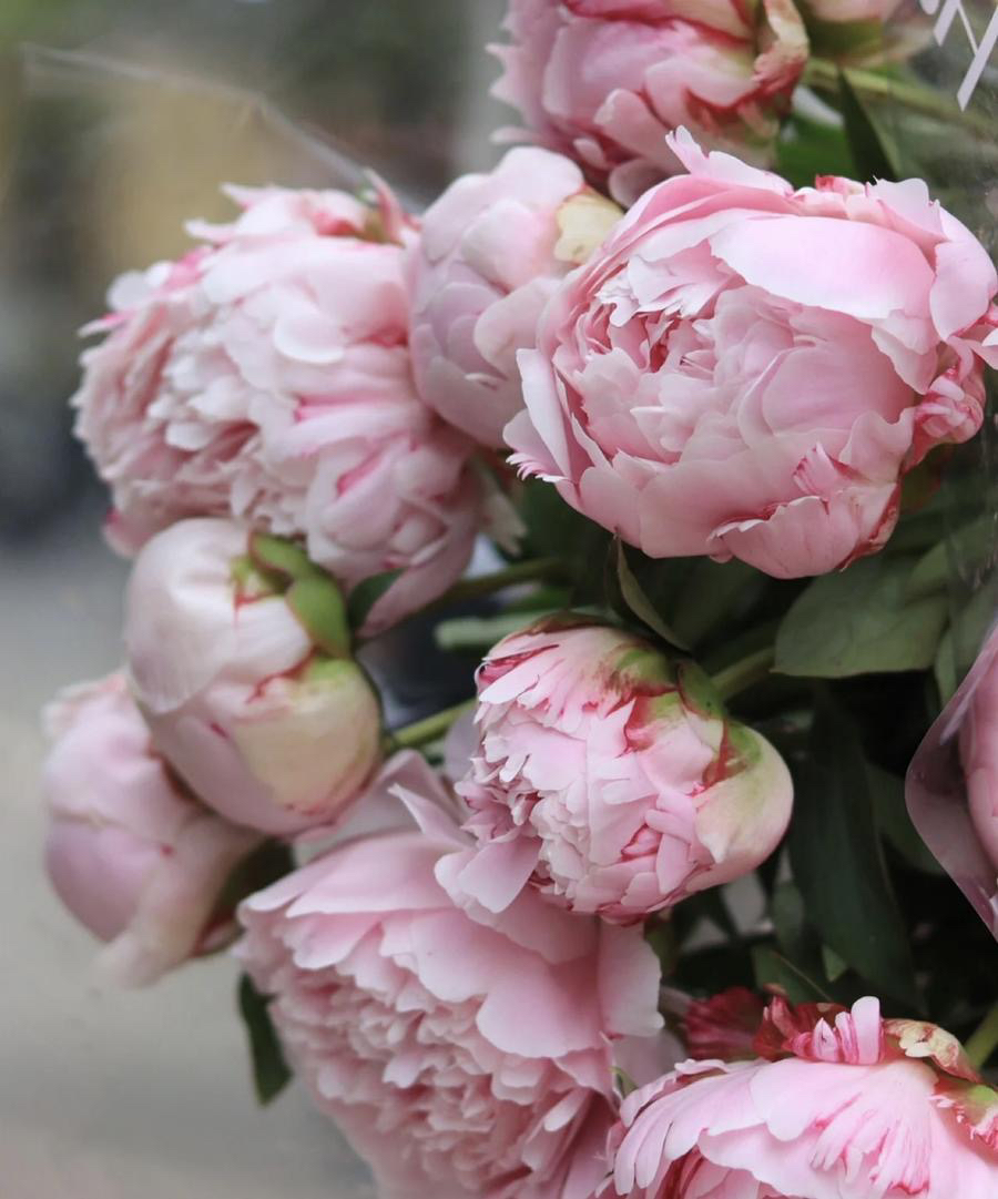 国产芍药-【莎拉粉】A