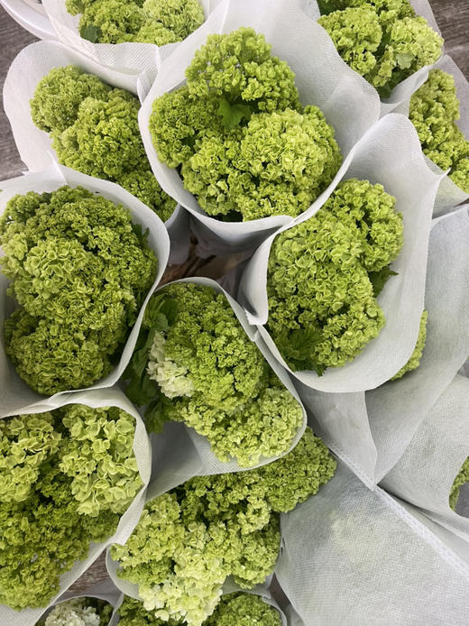 【约40公分】国产-木绣球 绿色 约3-5支/扎  C级 商品图7