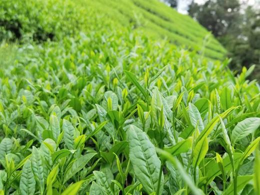 生态武夷岩茶系列| 大红袍茶  肉桂茶 水仙茶 | 乌龙茶分支  | 合作生产 | 基地直发包邮*Ecological Wuyishan Rock Tea 商品图11