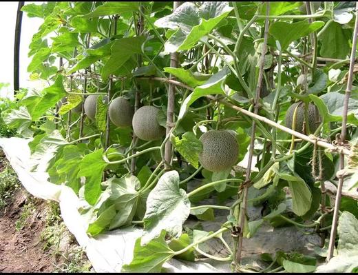 XZG-网纹瓜 2.5斤+-0.3/个～29元 商品图1