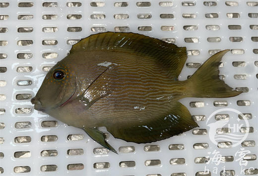 食台黑吊 商品图0