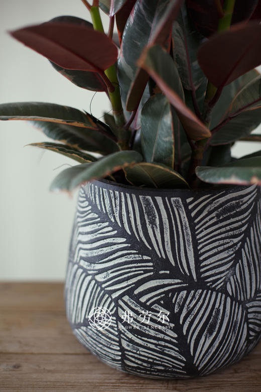 叶纹圆盆-花金刚 商品图1