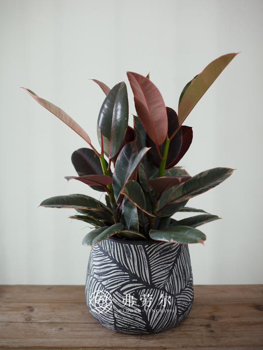 叶纹圆盆-花金刚 商品图0