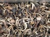 2000福鼎白茶白牡丹 商品缩略图5