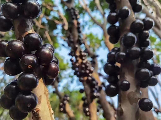 宏丰精选，嘉宝果，长在树上的葡萄，甜度高，高颜值，汁水足，活动价‼️‼️20元一盒 商品图2