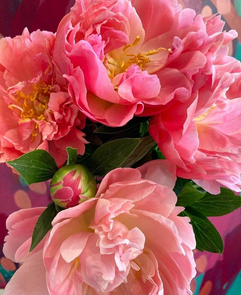 国产芍药-【夏威夷珊瑚】